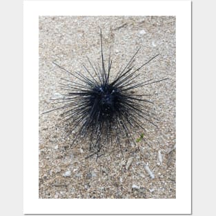 Black Diadem sea urchin in close up on sand beach Posters and Art